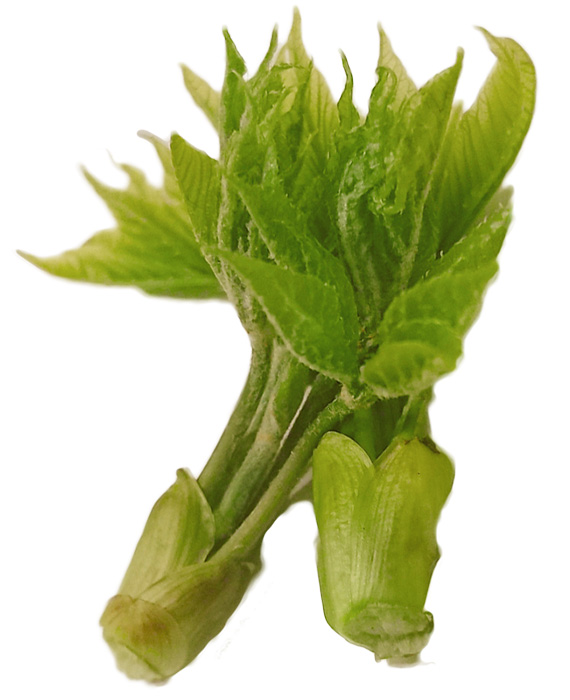 山菜の女王 コシアブラ